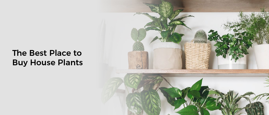 The Best Place to Buy House Plants