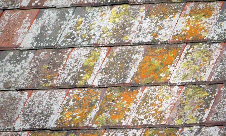 Lichen on Roof Shingles